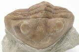 2.5" Asaphus Cornutus Trilobite Fossil - Russia - #200393-3